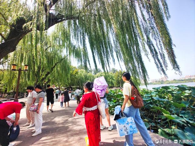 明湖垂柳曼妙多姿，游人如织景致如画