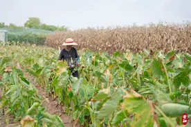 这个“崇明特产”上市啦~图片