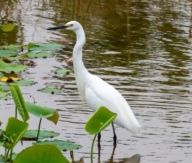 写点生活｜湘湖鹭影