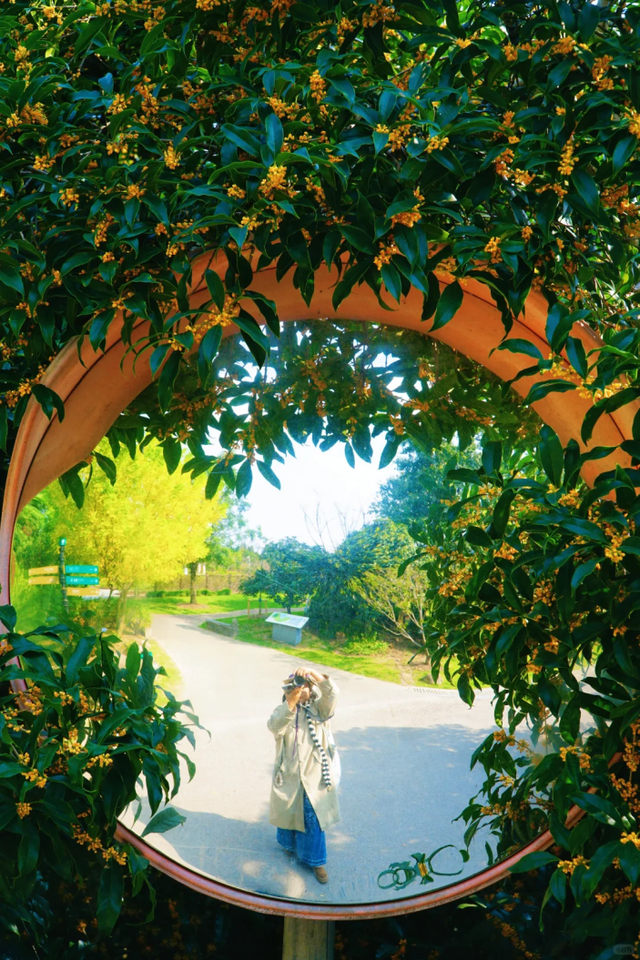 向日葵花海、满园桂花香！上海这个免费公园秋日氛围拉满→