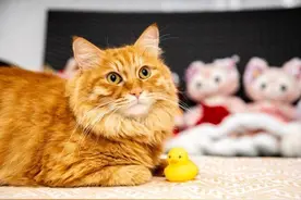 英研究：不要“以貌取猫”，猫的性格取决于多种因素图片