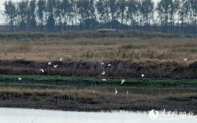 武汉桐湖：红蓼花开映碧水
