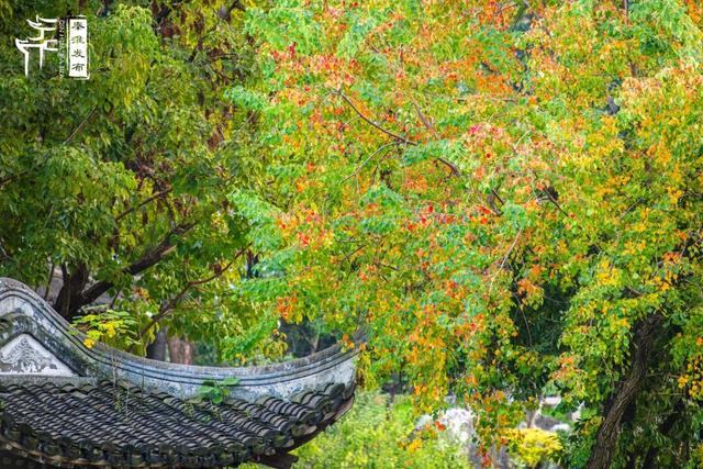 秦淮花事｜乌桕斑斓，半城秋色入画来