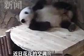 大熊猫花花在空调房里跷起小jiojio玩嗨了图片