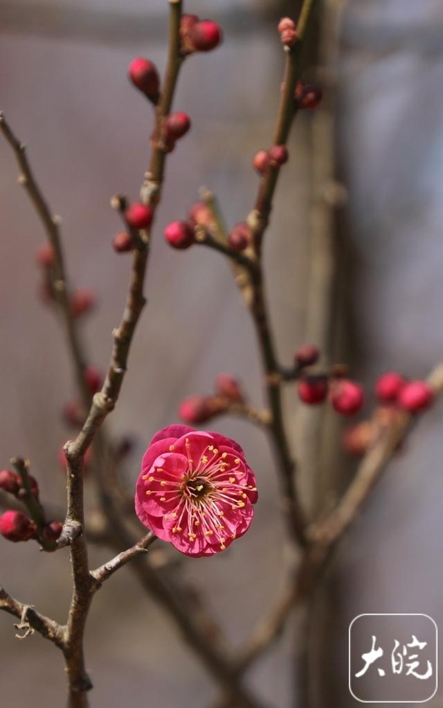 淮南舜耕山梅园：几株早梅已吐蕊 蜜蜂冬日采蜜忙