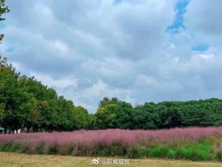 上海粉黛乱子草上妆了 气温较高观赏期推迟了一周左右