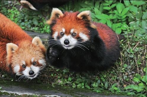 比电影还上头，重庆现实版“疯狂动物城”，超好逛！