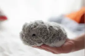 二手AI宠物也要上万块，年轻人为何开始对它上头？图片