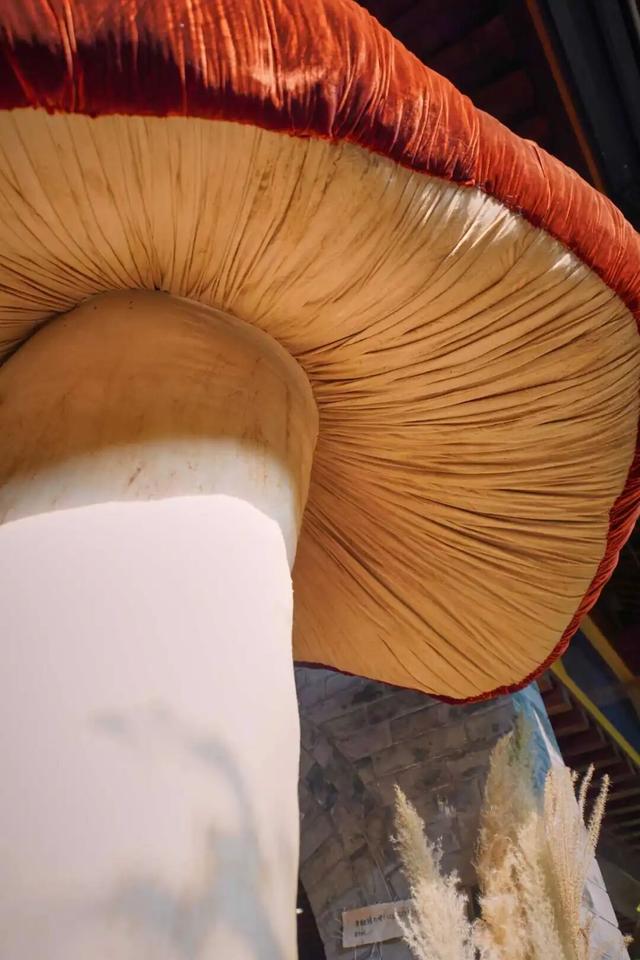 来东城这个胡同小院，邂逅蘑菇精灵的童话秘境——