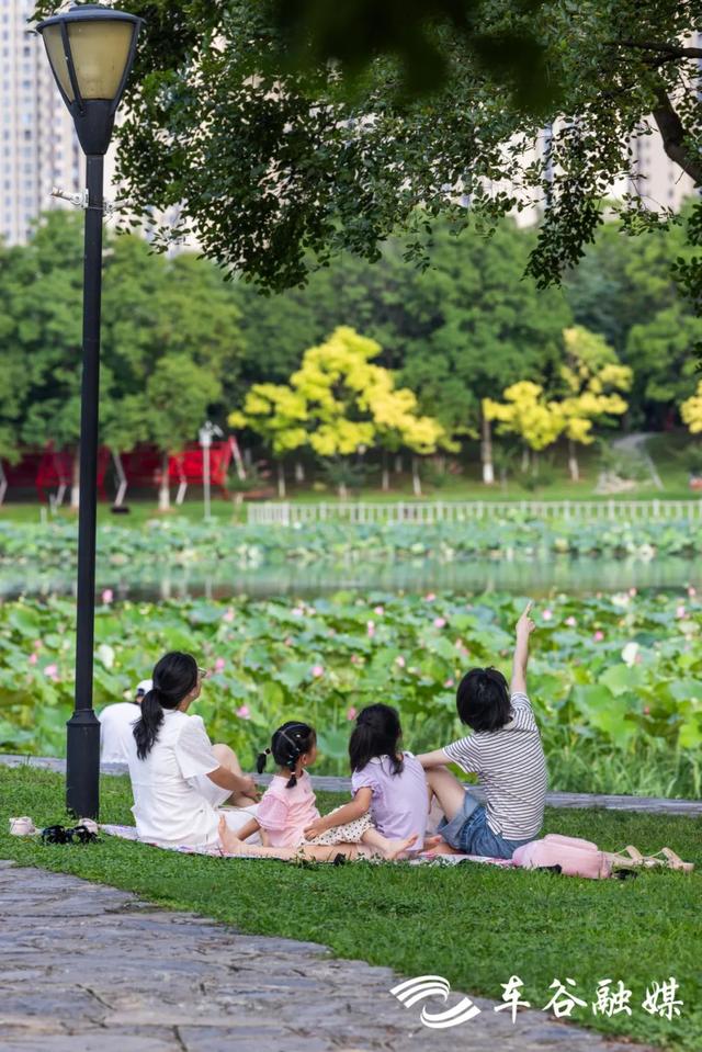 “莲”动经开：碧波粉黛正当时