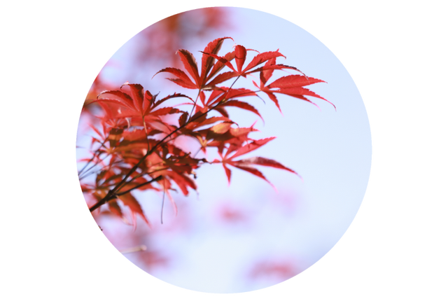 10月29日栖霞山免费吗？回答来啦！
