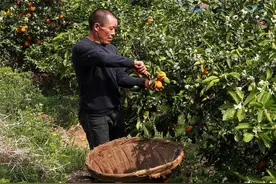 湖北秭归：“花果同枝”春橙飘香图片