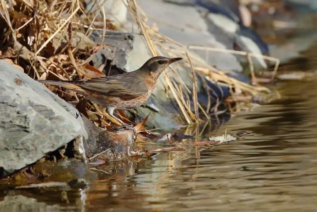 冬天来圆明园看海，邂逅一场宁静！