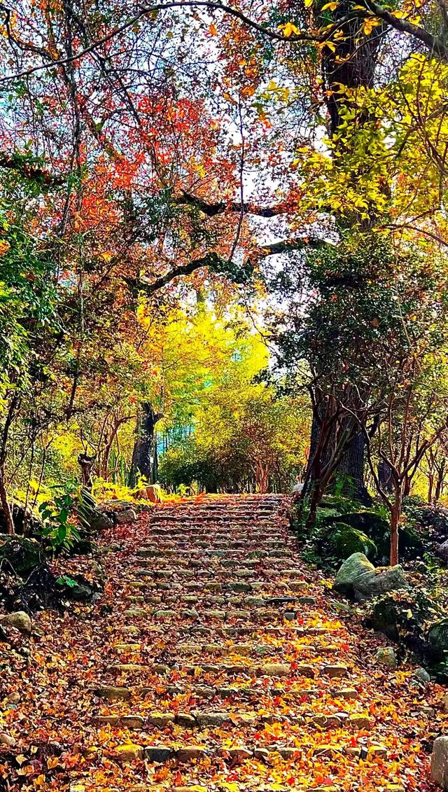来建宁！去有“枫”的地方
