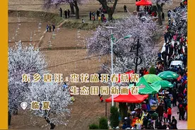东乡唐汪：杏花盛开春意浓 生态田园新画卷图片