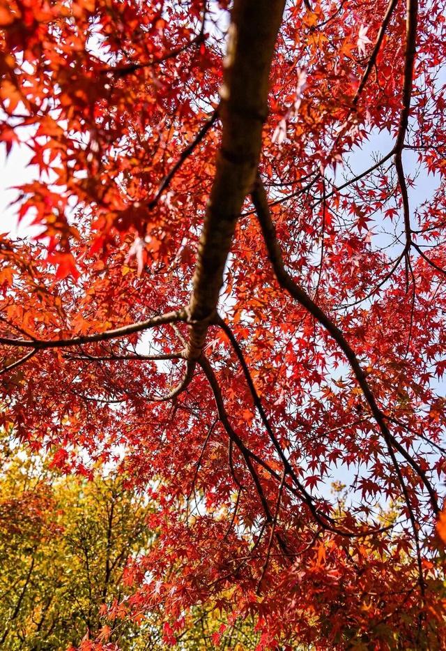 周末别宅了！青岛这5个宝藏地，现在去正好