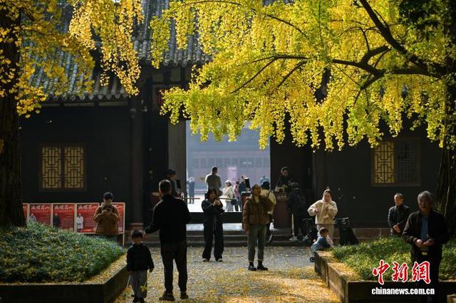 四川眉山：古祠金叶舞 诗意醉游人