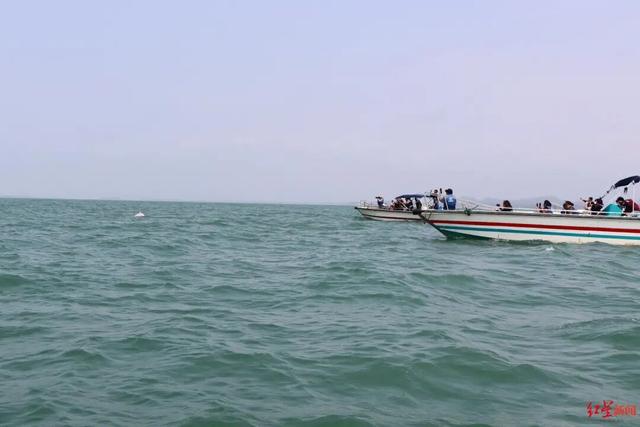 广西钦州三娘湾 “出海观豚” 乱象：十余艘船围堵，小海豚遭追后死亡，有船长称看不到退票，怕亏钱不停追