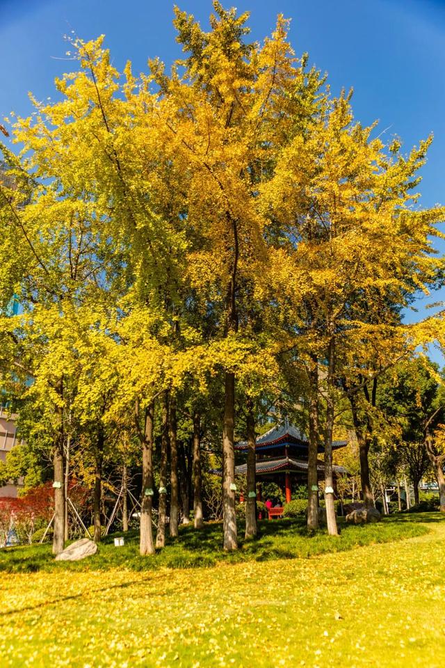 在江汉，听见公园里的秋色私语