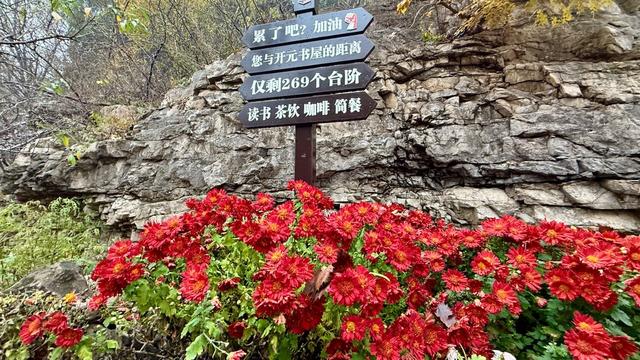 新视界｜济南佛慧山：初冬木叶黄 山高雾沾衣