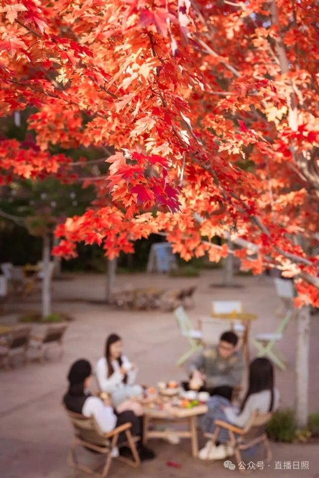 红了！10月下旬至11月上旬，就在日照这里→