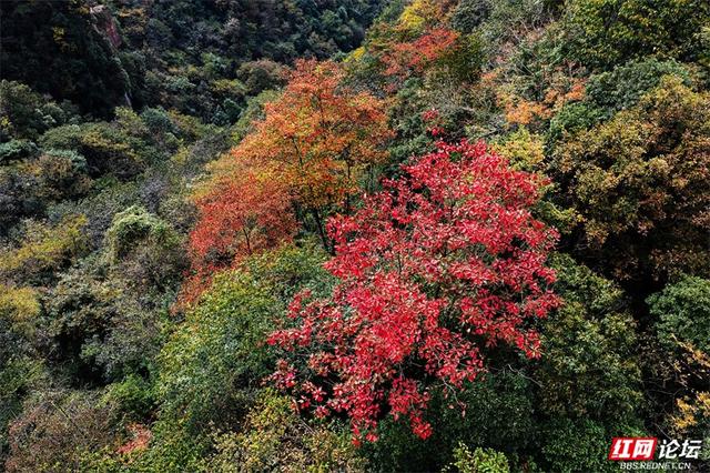 岁暖时刻丨藏在张家界的秘境！四十八寨层林尽染，这斑斓山色谁看了不心动