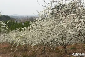 永州李花竞相绽放犹如十里长廊图片