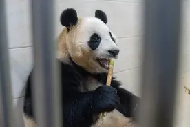 大熊猫“福宝”怎么样了？记者现场探访图片