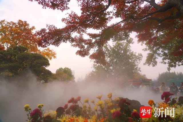 南京玄武湖公园里，雾里看枫别样美——