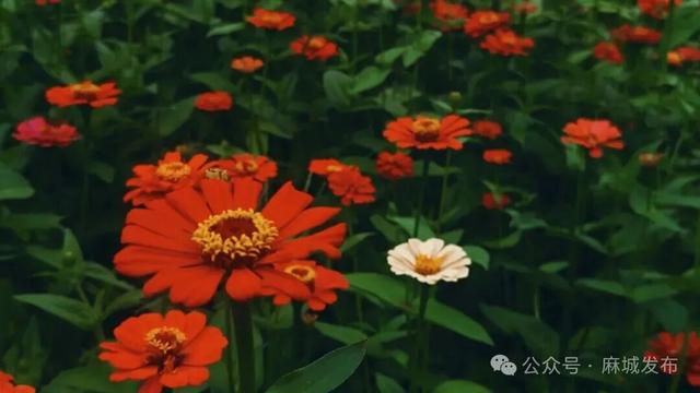 金秋焕彩迎客来！孝感乡文化园花海盛放，邀您寻根“老家麻城”
