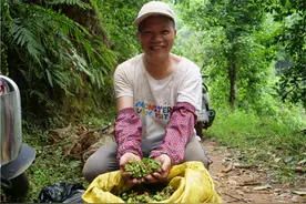 藤县古龙镇：八角春果喜丰收 香飘群众“致富路”图片