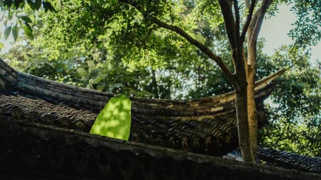 快来嘉定的“避暑山庄”,浸透一园清凉!
