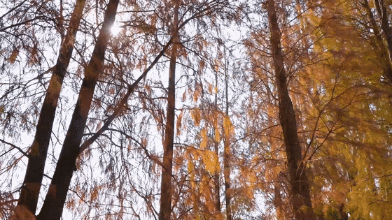 全年最佳观赏期！开平冬日限定美景上线