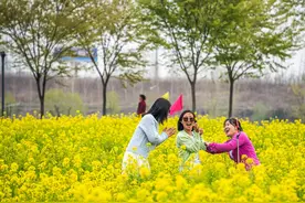 好景山东·济宁丨赏花胜地喜迎游客，多彩花海共绘春日盛景图片