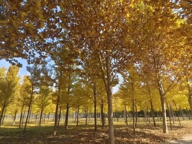 北京号最精彩 | 抢先看！安立路快速化改造工程最新进展