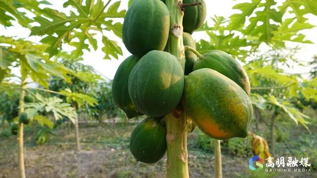 出发！高明遛娃采摘攻略来啦，甜度爆表（附定位）