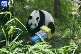 海外现存最长寿大熊猫“欣欣”迎来35岁生日图片