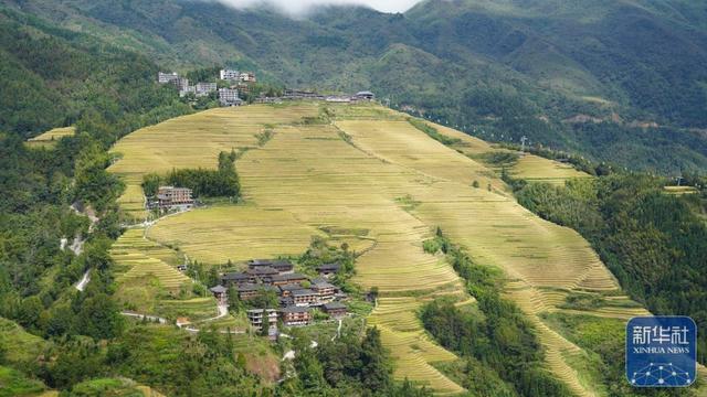 龙脊梯田披金装