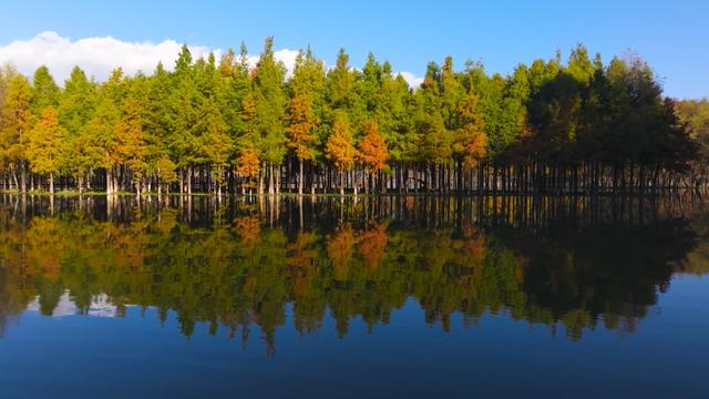 栈道穿红杉，候鸟掠湖面！大理这片湿地美成初冬油画