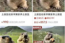 土拨鼠上架电商平台，专家：有传播鼠疫风险图片