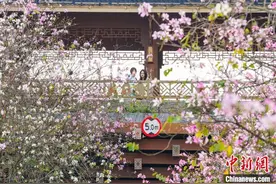 广西南宁：三月春花开 城市添诗意图片