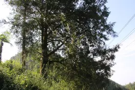 云梦看利川：“植物大熊猫”国宝黄金树古“红豆杉”图片