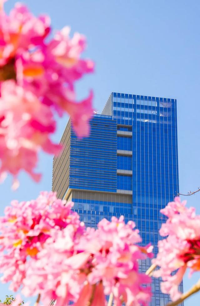 美到上央视！珠海超大花海，开好了！