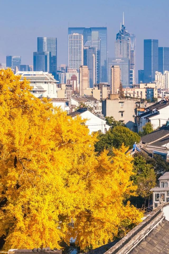 好景成双，来定慧寺巷邂逅小确“杏”