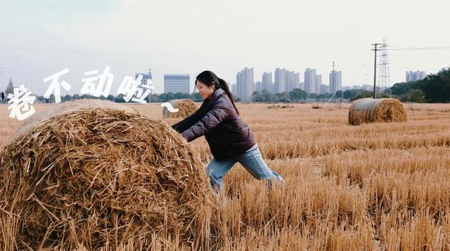 快来打卡！金山的“瑞士卷”火了