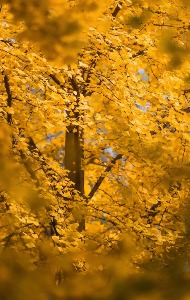 深秋郑州文博广场：600株银杏绘就“金色画卷” 邂逅浪漫秋韵