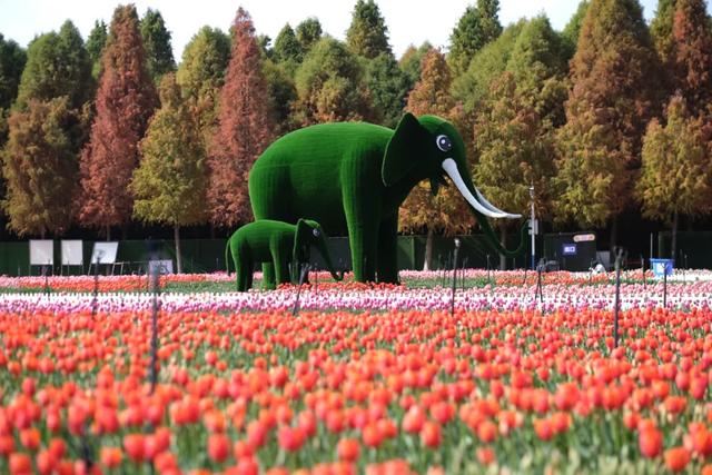 冬樱花、梅花、郁金香、虞美人......昆明最全赏花攻略请查收