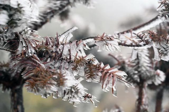 闽侯大湖雨凇美景“限时返场”