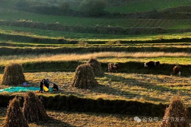毕节不止有“悬崖村”,这些田园风光更美!