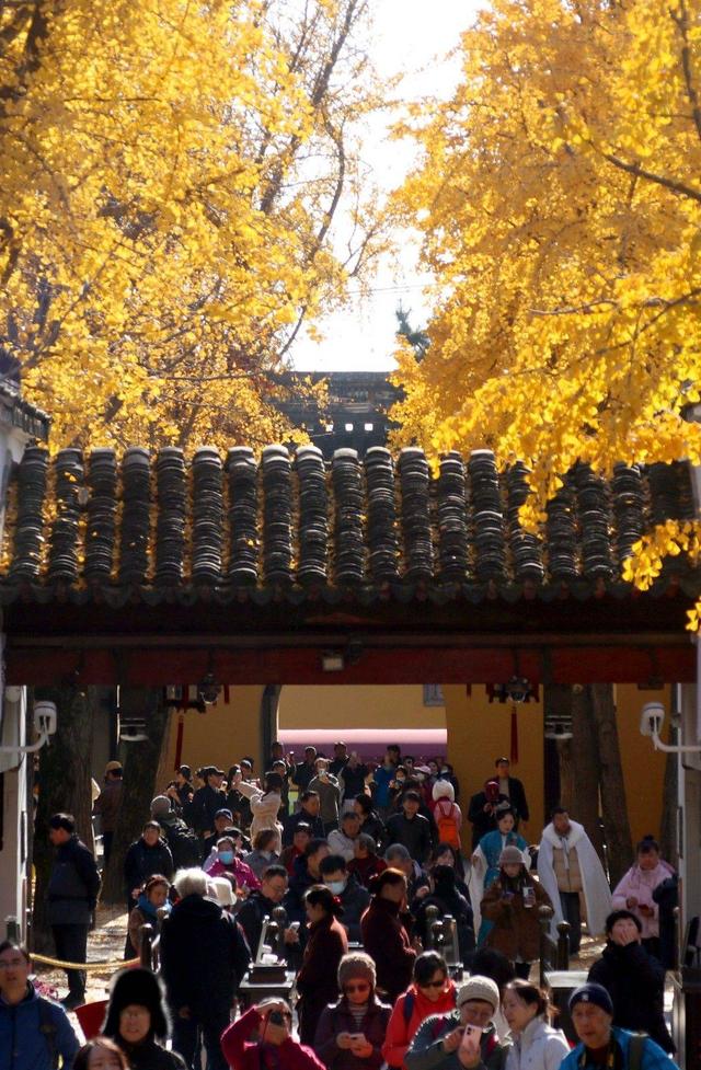 江苏：游苏州虎丘 赏金色银杏